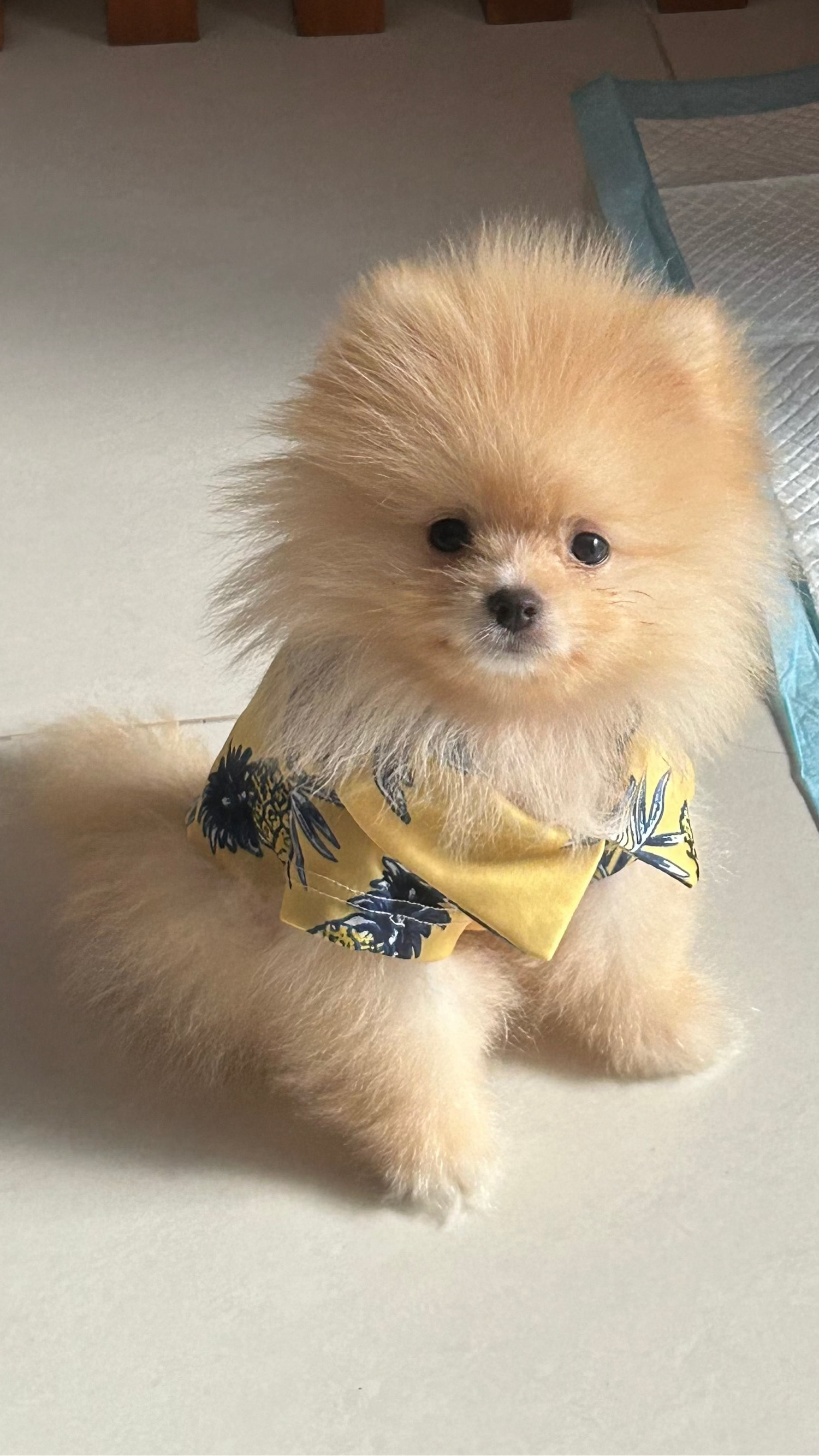 Small fluffy dog wearing a yellow shirt with a pattern, sitting on a tiled floor.